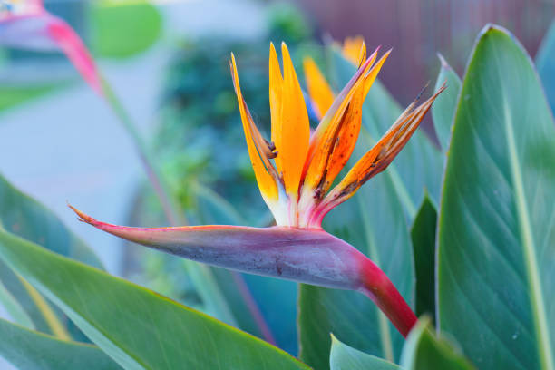 Strelitzia reginae flower showcasing charming colors amidst lush foliage adding visual flair.