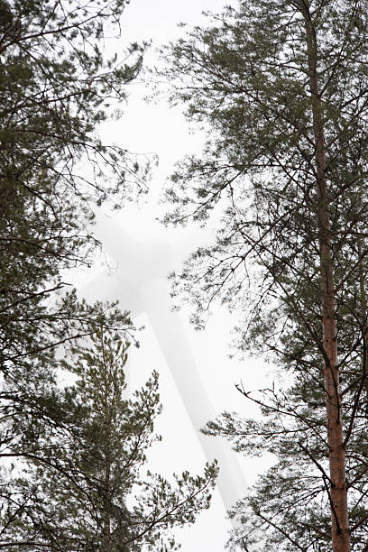 Wind turbine blades behind coniferous tree branches in the misty sky