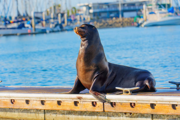 Sea Lion Relaxing on Dock in Oceanside Harbor