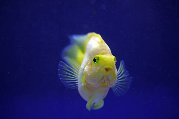 Tropical golden parrot fish in blue background