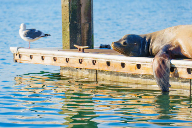 istock Seal Relaxing on Dock with Seagull in Calm Waters 2205032591