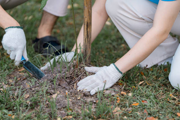istock Dedicated volunteers planting a young tree and caring for the environment during a community gardening event 2205033101