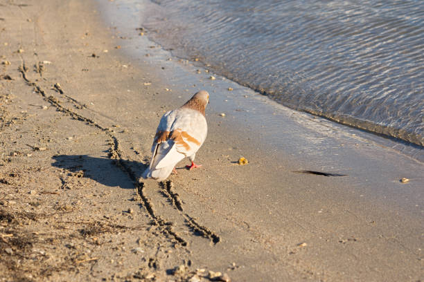 Pigeon river bank. A graceful bird walks freely on a sandy beach. The bright sun illuminates the silhouette. The concept of freedom and independence. Natural background. Portrait of a bird from behind