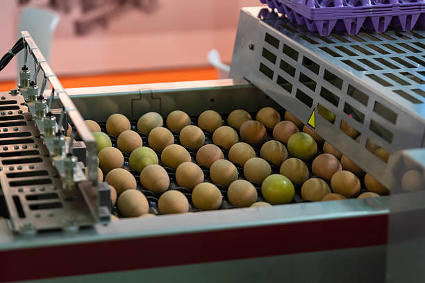 Eggs being processed on a conveyor system in a food production facility