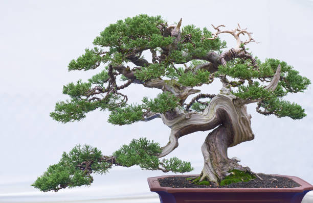 istock Bonsai tree of pine isolated on a white background 2205035623
