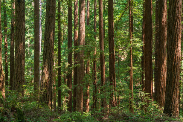 istock Butano State Park in During Summer 2205036835