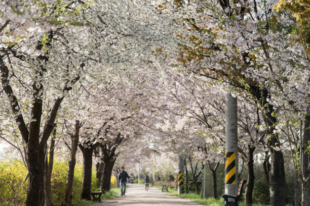 istock cherry blossoms and promenade in spring 2205037367