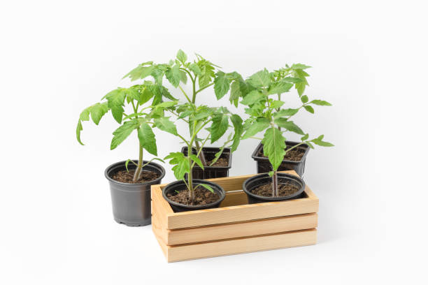 istock Tomato seedlings in cups 2205040591
