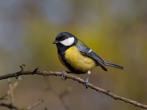 istock tit sitting on a tree branch against a blurred background 2205040784