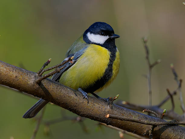 istock tit sitting on a tree branch against a blurred background 2205040796