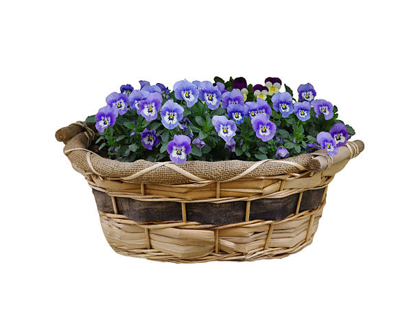 Pot with multi colored pansies on white