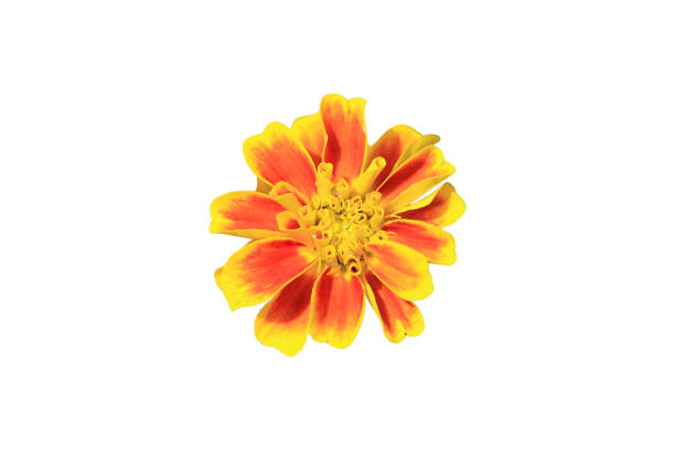 Colorful flowers isolated on white background with clipping path.