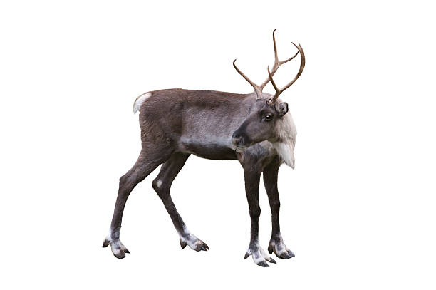 istock finnish forest reindeep  isolated on white background 2205042029