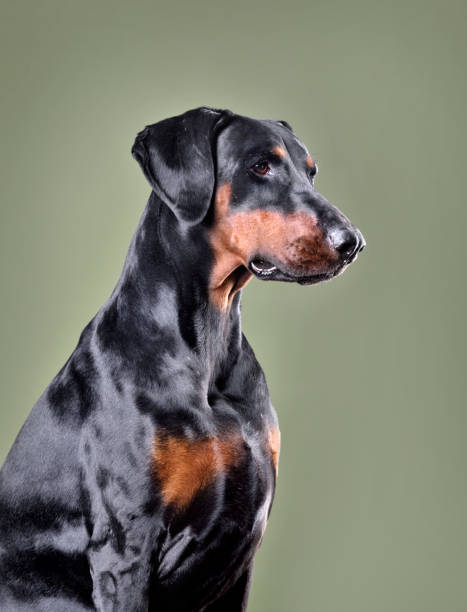 istock Beautiful black and tan Doberman dog 2205043927