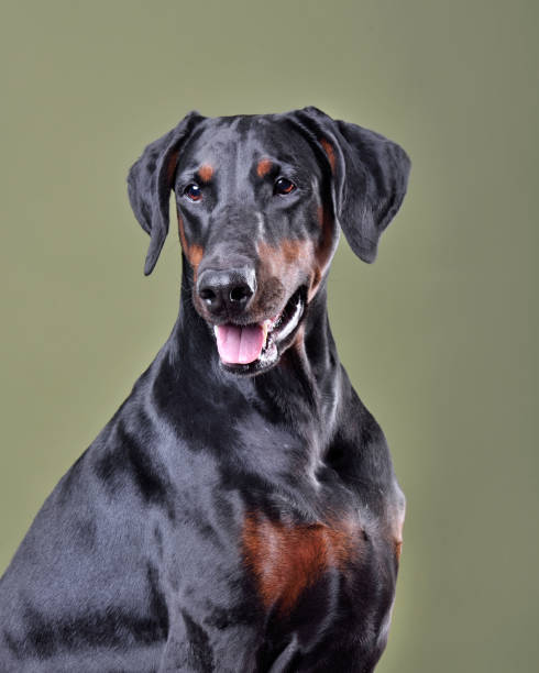 istock Beautiful black and tan Doberman 2205043956