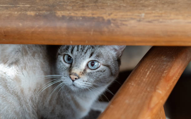 istock Cute cat hiding under a chair 2205044298