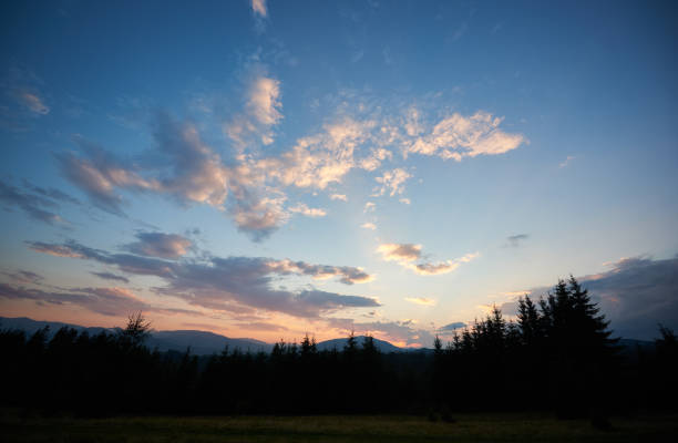 Section of the sky with dense band of storm clouds over the young spruces at summer evening before sunset