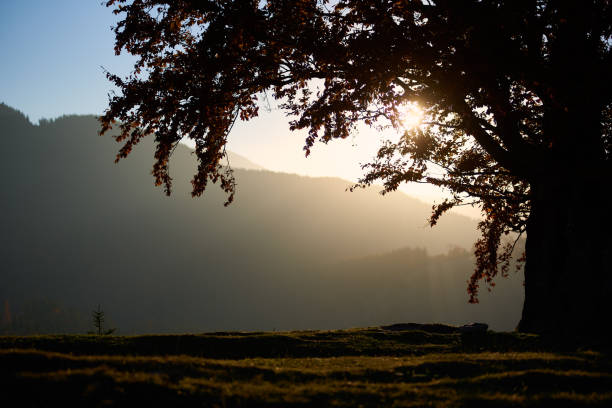 Enchanting autumn scene with sun shining through branches of tree adorned with vibrant red leaves. Backlit foliage creates warm, golden glow, contrasting with misty forest in the background.
