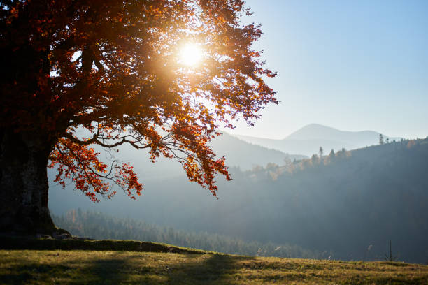 Serene landscape with majestic tree with vibrant red leaves under golden sunlight. Distant mountains and forest, bathed in soft, misty light of early morning, creating tranquil autumn scene.