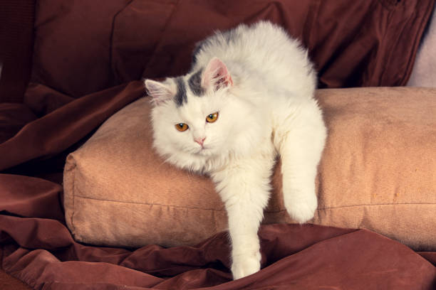 istock Portrait of a white kitten on a brown background 2205045113