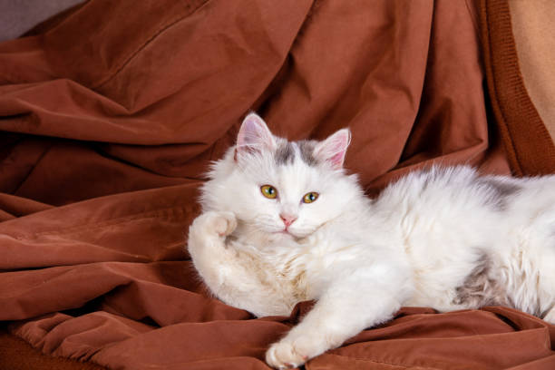 istock Portrait of a white kitten on brown background 2205045141