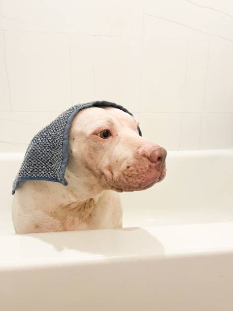 istock Pit bull in bathtub with towel. 2205045508