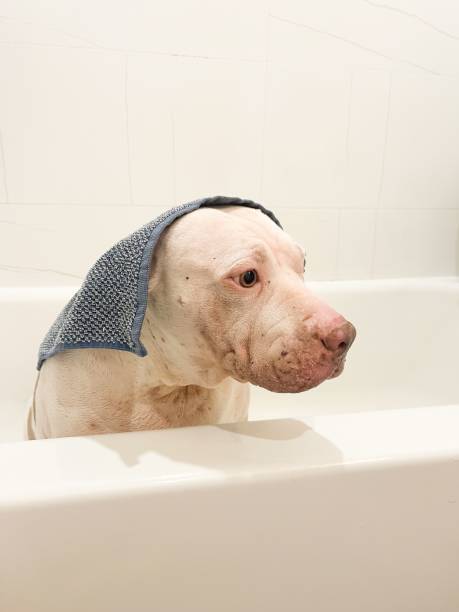 istock Dog with towel in bathtub 2205045516