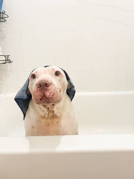 istock Dog with towel in bathtub 2205045525