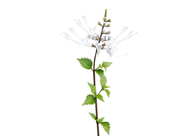 Orthosiphon aristatus or cat's whiskers plant with flowers Orthosiphon aristatus or cat's whiskers plant with flowers isolated on white background orthosiphon aristatus stock pictures, royalty-free photos & images