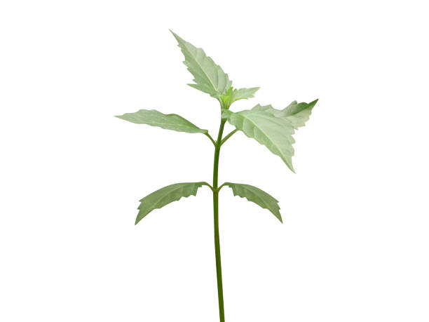 Orthosiphon aristatus or cat's whiskers plant Orthosiphon aristatus or cat's whiskers plant isolated on white background orthosiphon aristatus stock pictures, royalty-free photos & images