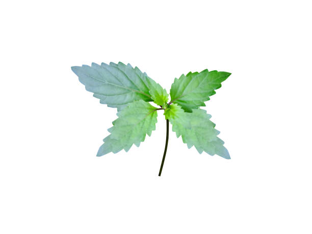 Orthosiphon aristatus or cat's whiskers plant Orthosiphon aristatus or cat's whiskers plant isolated on white background orthosiphon aristatus stock pictures, royalty-free photos & images