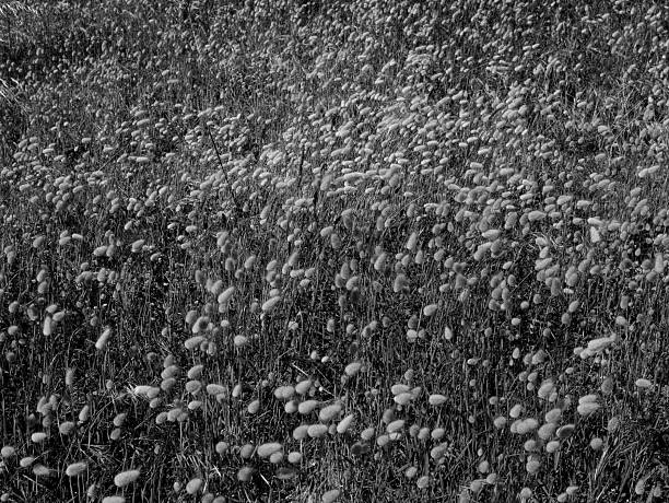 Field of hare's tail grass