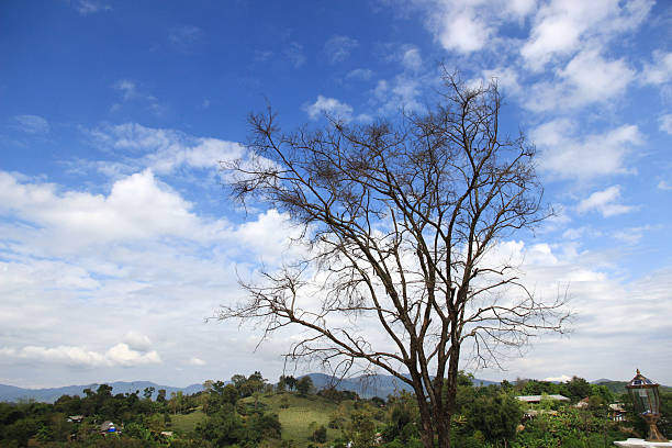 Branches of a big tree without leaves with a bright sky.