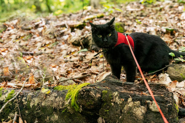 Curious black cat wearing red harness with leash exploring an autumn forest with fallen leaves Traveling with pets and walking cat Copy space