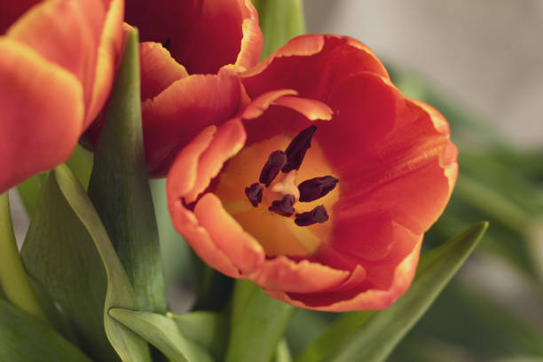 Tulip flowers in a vase on a wooden table.