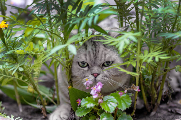 Grey Scottish Fold Cat Hiding in Flower Bed and Watching. Close-up Portrait in Nature