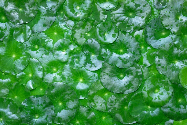 water drops on leaf. green leaf with water drops. Copper grass leaves background.