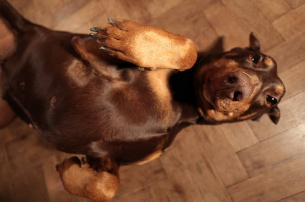istock Doberman dog lying on its back with a raised paw and a sad look 2205053889