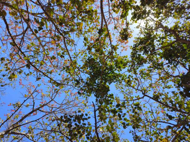 Tropical almond with blue sky