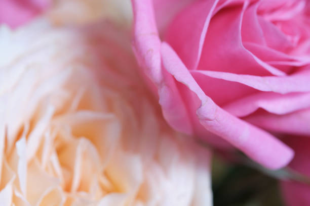 istock Pink and white rose macro close up background. 2205055598