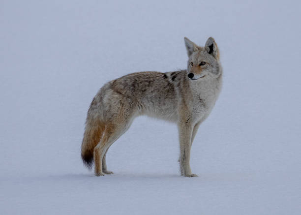 Snow national park wild coyote