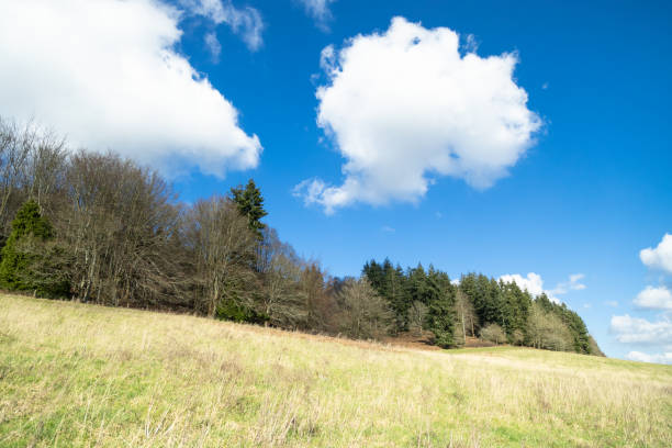 Edge of the forest sunny day walk Surrey England Europe