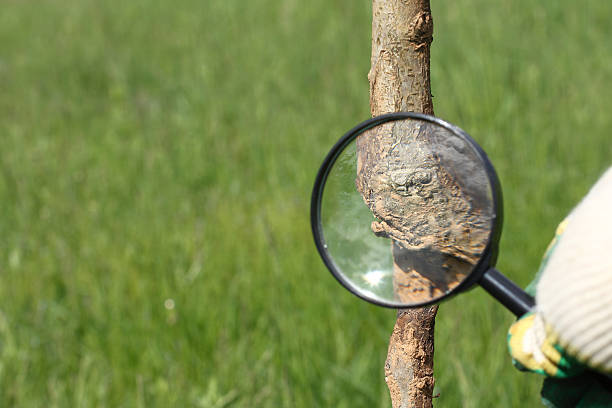 istock gardener inspects a garden 2205061912