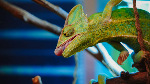 istock Chameleon with tongue out on a branch 2205063362