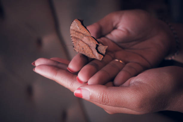 Close-Up of a Hand Holding a Brown Butterfly