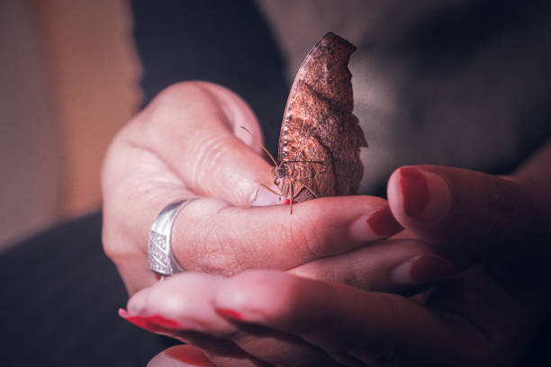 istock Close-Up of a Hand Holding a Brown Butterfly 2205063485
