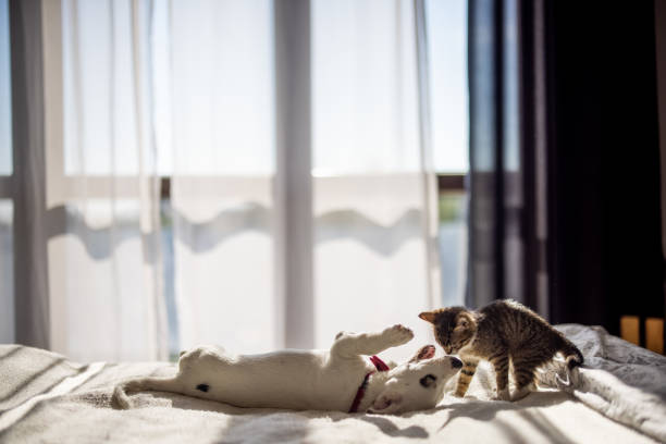 The kitten playfully swats at the puppy with its tiny paw, while the puppy wags its tail, eager to join in the fun. Sunlight streams through a nearby window, casting a warm glow on their soft fur and highlighting their playful expressions. Their tiny paws shuffle across the cozy floor as they tumble and chase each other in pure excitement. The blurred background of a cozy home setting adds to the warmth of this heartwarming moment