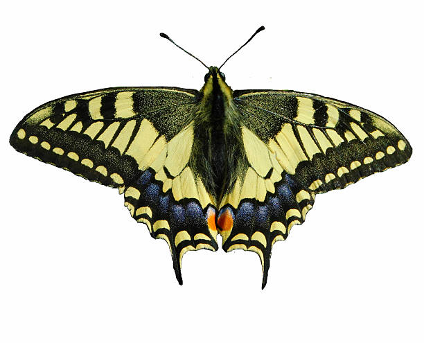 istock Yellow and black butterfly isolated on white background 2205063558