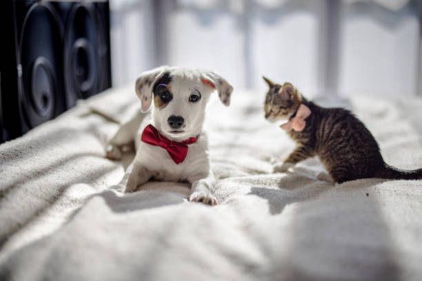 istock A tiny kitten and a playful puppy, both wearing adorable little bow ties, joyfully engage in a game together 2205063564