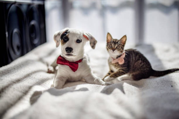 istock A tiny kitten and a playful puppy, both wearing adorable little bow ties, joyfully engage in a game together 2205063572